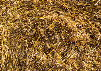 The background of yellow straw is ideal for inscription texture background	