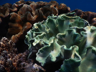 Lederkoralle Virgin Beach White Sand Beach Candi Dasa Bali Indonesien