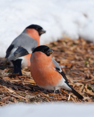 Bullfinches (Pyrrhula pyrrhula) on the ground with maple seeds