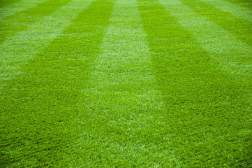 Green grass in soccer stadium