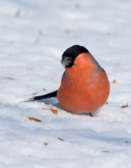 Bullfinch (Pyrrhula pyrrhula) on the snow