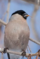 Bullfinch (Pyrrhula pyrrhula) female with a seed of maple in beak