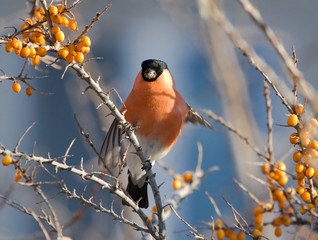 Bullfinch on the branch of Sea-buckthorn