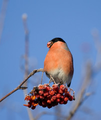 Bullfinch on the branch of mountain ash