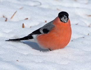 Bullfinch (Pyrrhula pyrrhula) on the snow