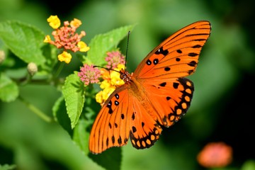 Great Spangled Fritillary Butterfly in a garden area