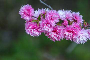 Peach blossom