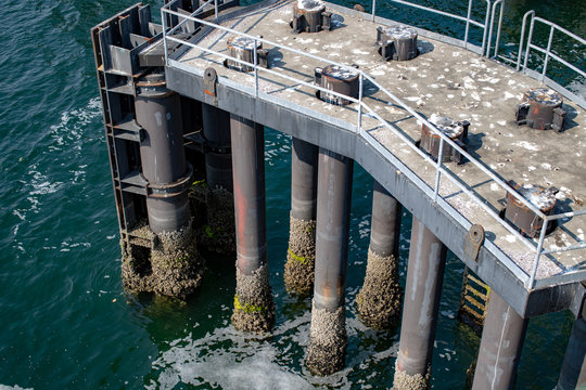 barnacles clinging to pier pilings at ferry dock on Bainbridge Island Pacific Northwest Washington