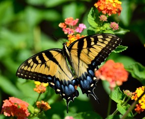 Fototapeta na wymiar Vibrant Tiger Swallowtail butterfly background