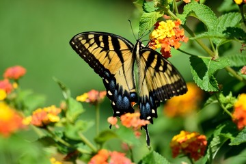 Vibrant Tiger Swallowtail butterfly background