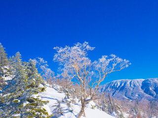 Winter landscape from Shiga-Kogen ski area in Japan. The tree ice is very beautiful and you can see the mountains in the distance. White snow is shining very much in the blue sky.