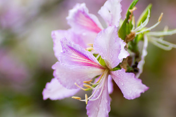 Bauhinia variegata