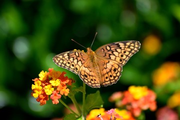 Butterfly at a garden area