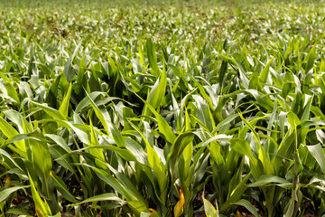 field of young corn. Farmer's agriculture.