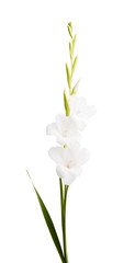 Obraz na płótnie Canvas beautiful gladiolus flower isolated