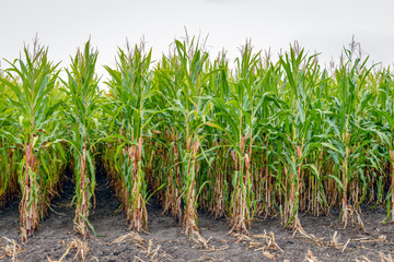Partially harvested silage maize from close