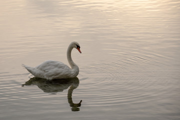 Swan with a reflection