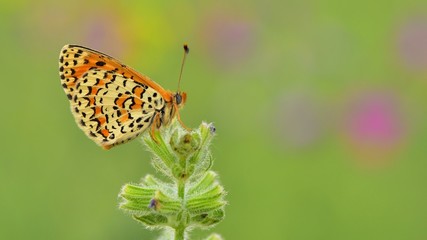 Melitaea trivia  431