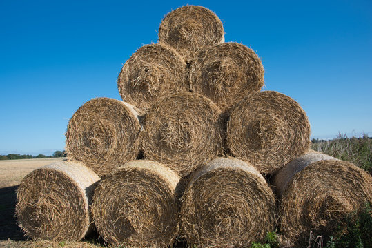 Large round hay bales stacked in the field after harvesting the corn