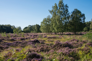 Obraz premium Pretty heathland scene of green trees against the purple heather in the centre of the forrest at Allerthorpe, Pocklington