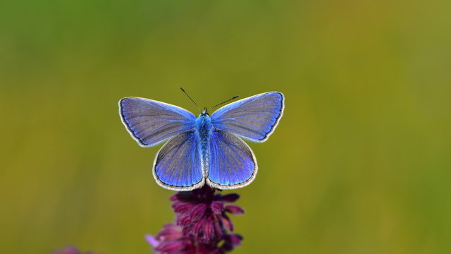 Polyommatus Icarus  424