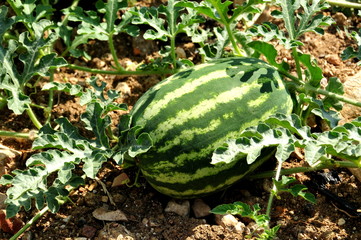 Melonenplantage auf Mallorca