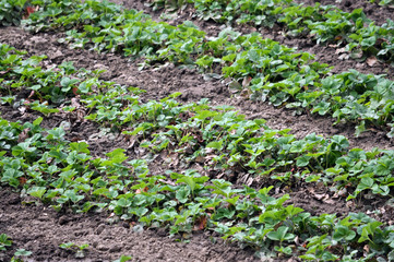 Spring strawberries grow in organic soil