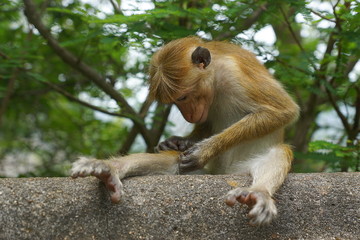 A toque macaque in Sri Lanka