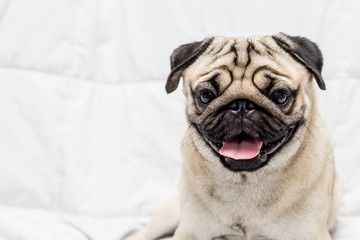 Cute pug dog breed lying on white bed in bedroom smile with funny face and feeling so happiness after wake up in the morning