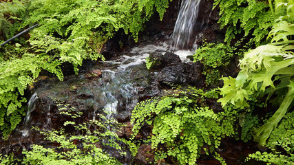 Nature In The Summertime