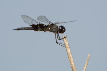 Black dragonfly on twig
