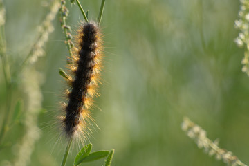 Fototapeta premium Fluffy wild caterpillar on twig