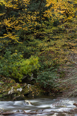 Fall leaf colors over a mountain stream, vertical aspect