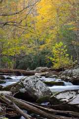 Fototapeta na wymiar Fallen trees over a flowing creek in an autumn landscape, vertical aspect