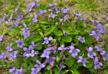 Forest violet close up