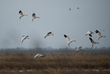 Wild white snow geese flying in group