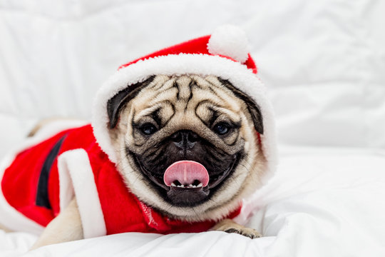 Cute pug dog breed wearing in red santa dress and lying on white bed in bedroom smile with funny face and feeling so happiness after wake up