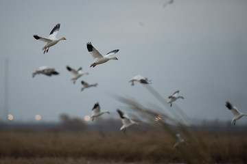 White snow geese flying above lake