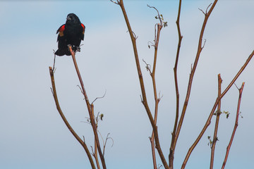 Red-wing blackbird