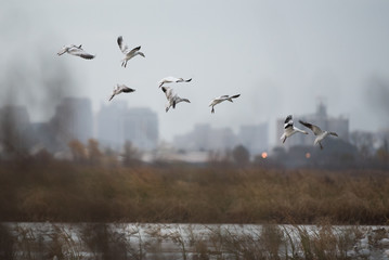 Flock of wild geese flying in wetland