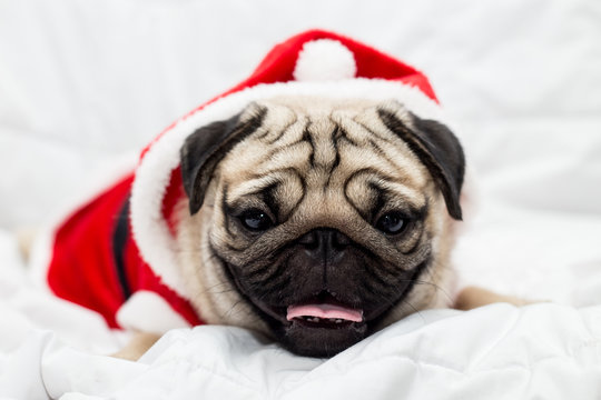 Cute pug dog breed wearing in red santa dress and lying on white bed in bedroom smile with funny face and feeling so happiness after wake up