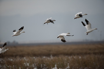 Flying white geese in wild flock