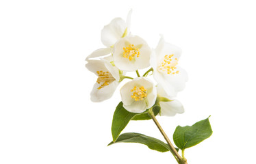 Naklejka na ściany i meble branch of jasmine