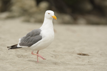 White seagull walking on sandy beach
