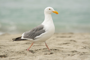 White seagull walking on sandy beach