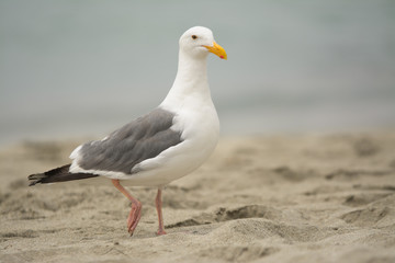 Fototapeta premium Single white seabird on sand