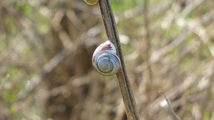 Snail