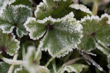 Frost on green leaves in closeup