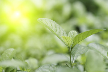 Green leaf background