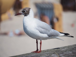 Seemöwe vor Strandkorb